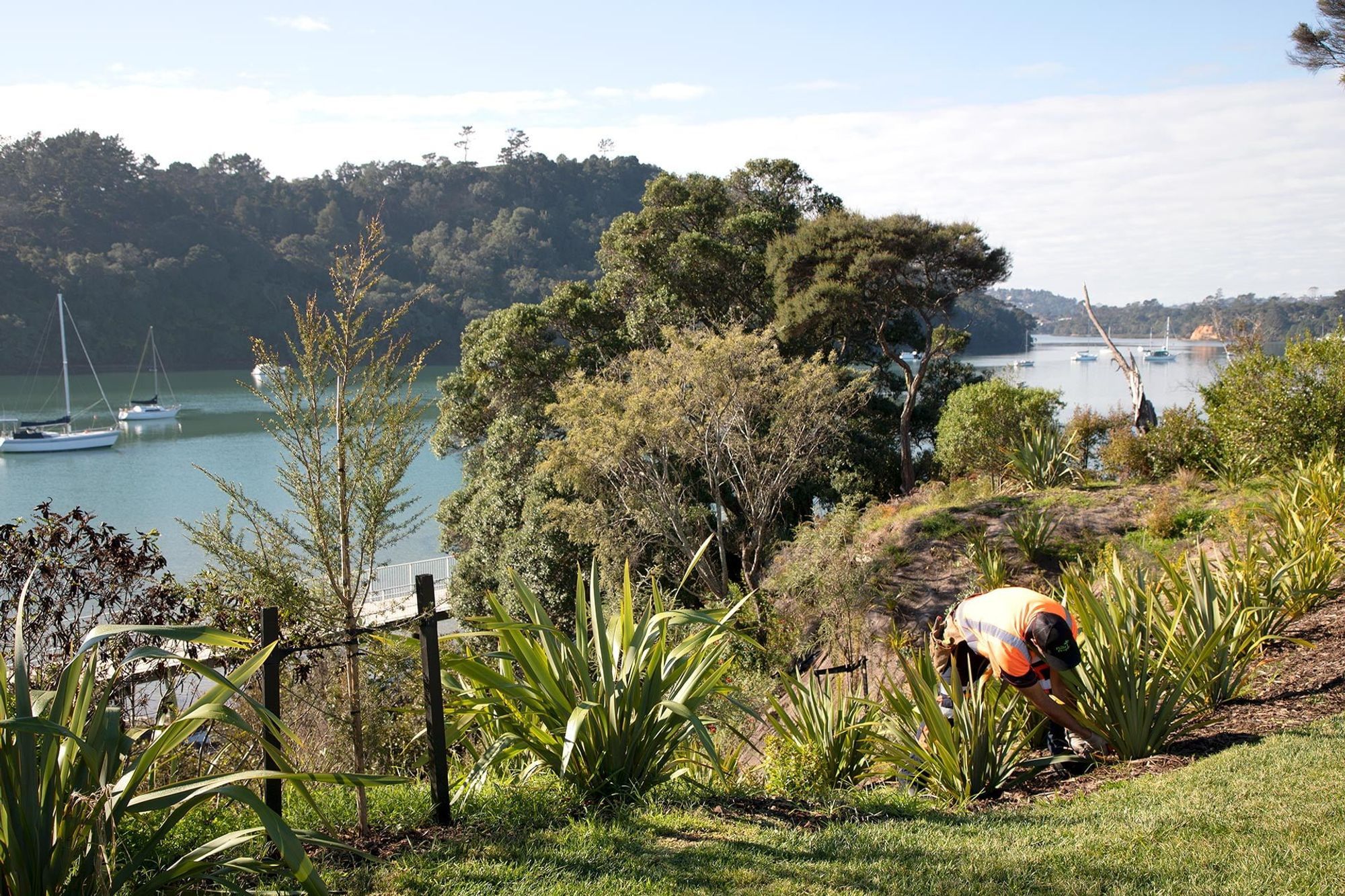 hobsonville-point-commercial-garden-maintenance-182A4375.jpg