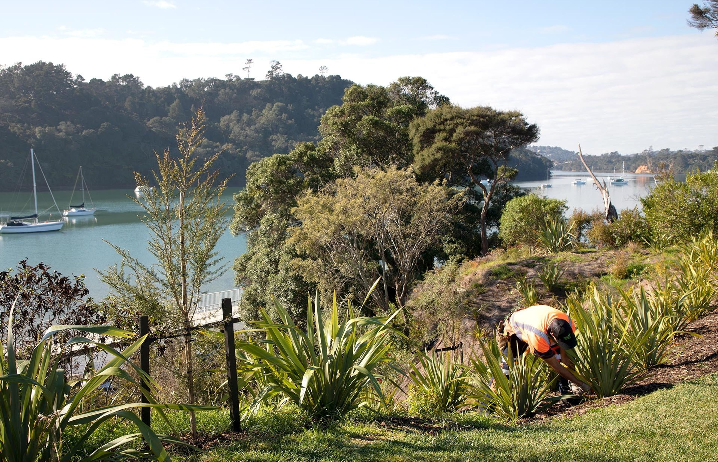 hobsonville-point-commercial-garden-maintenance-182A4375.jpg