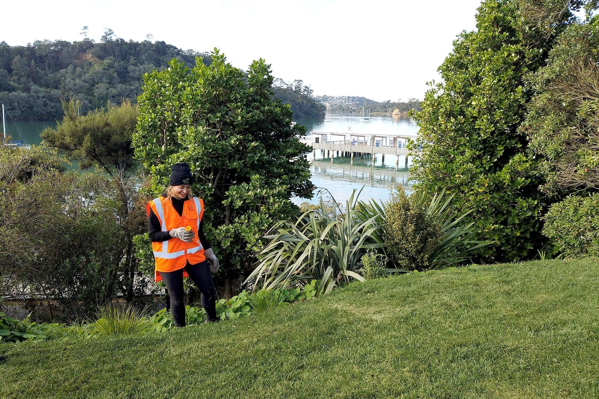 hobsonville-point-commercial-garden-maintenance-DJI0161.jpg