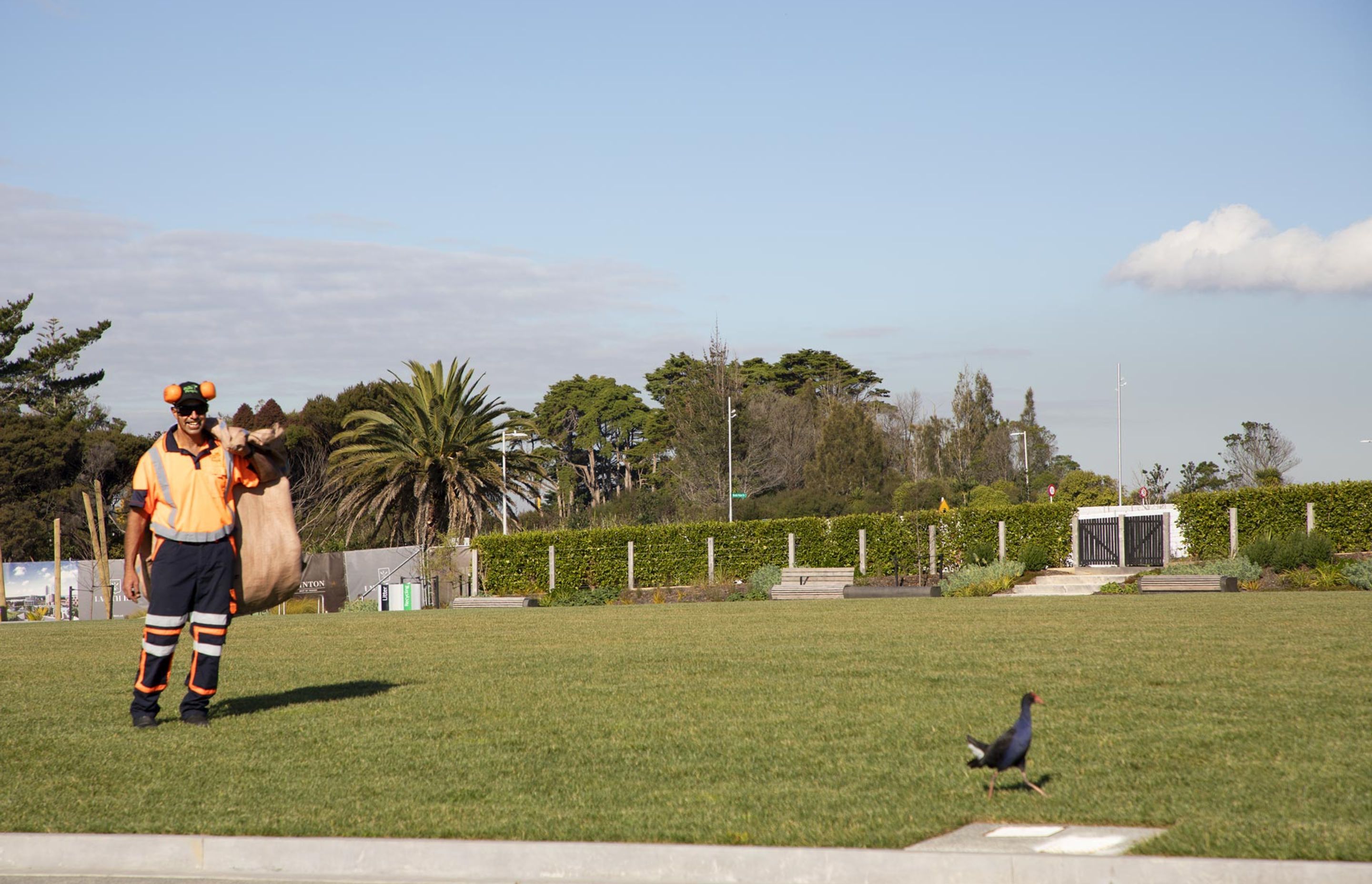 hobsonville-point-lawn-care-182A4459.jpg