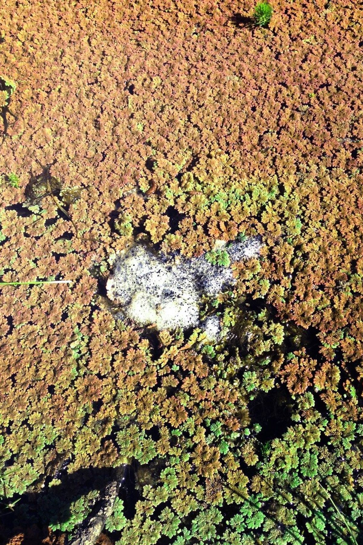 melbournefrogeggs.jpg