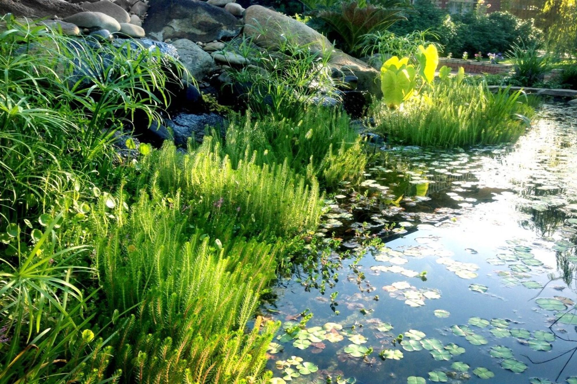 melbourneponds.jpg