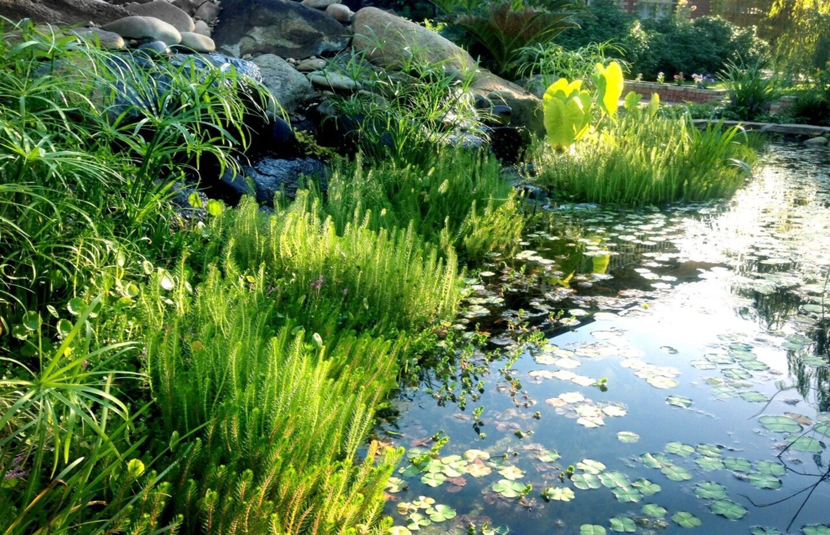 melbourneponds.jpg