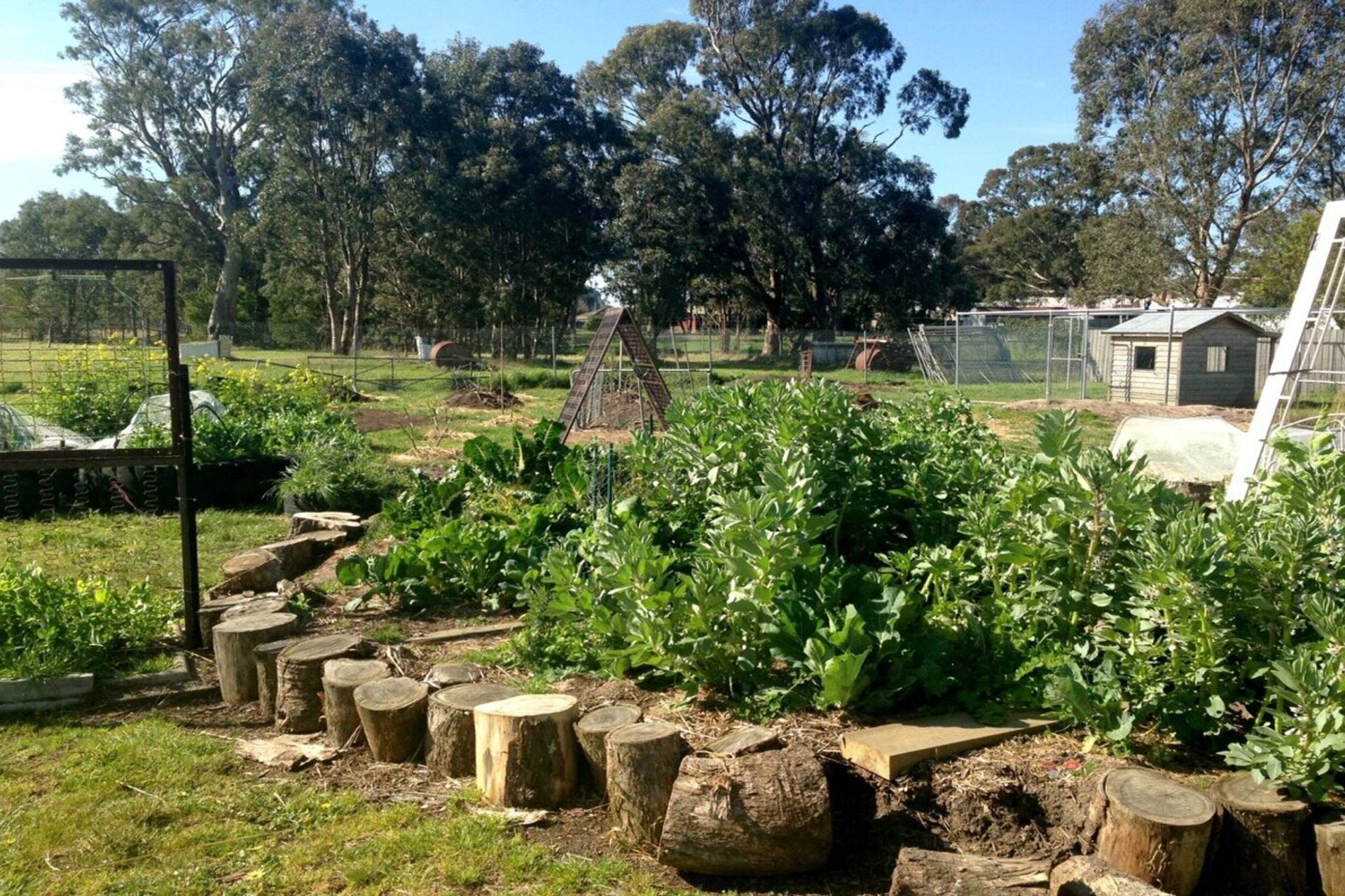 melbourneschoolvegetablegardens.jpg