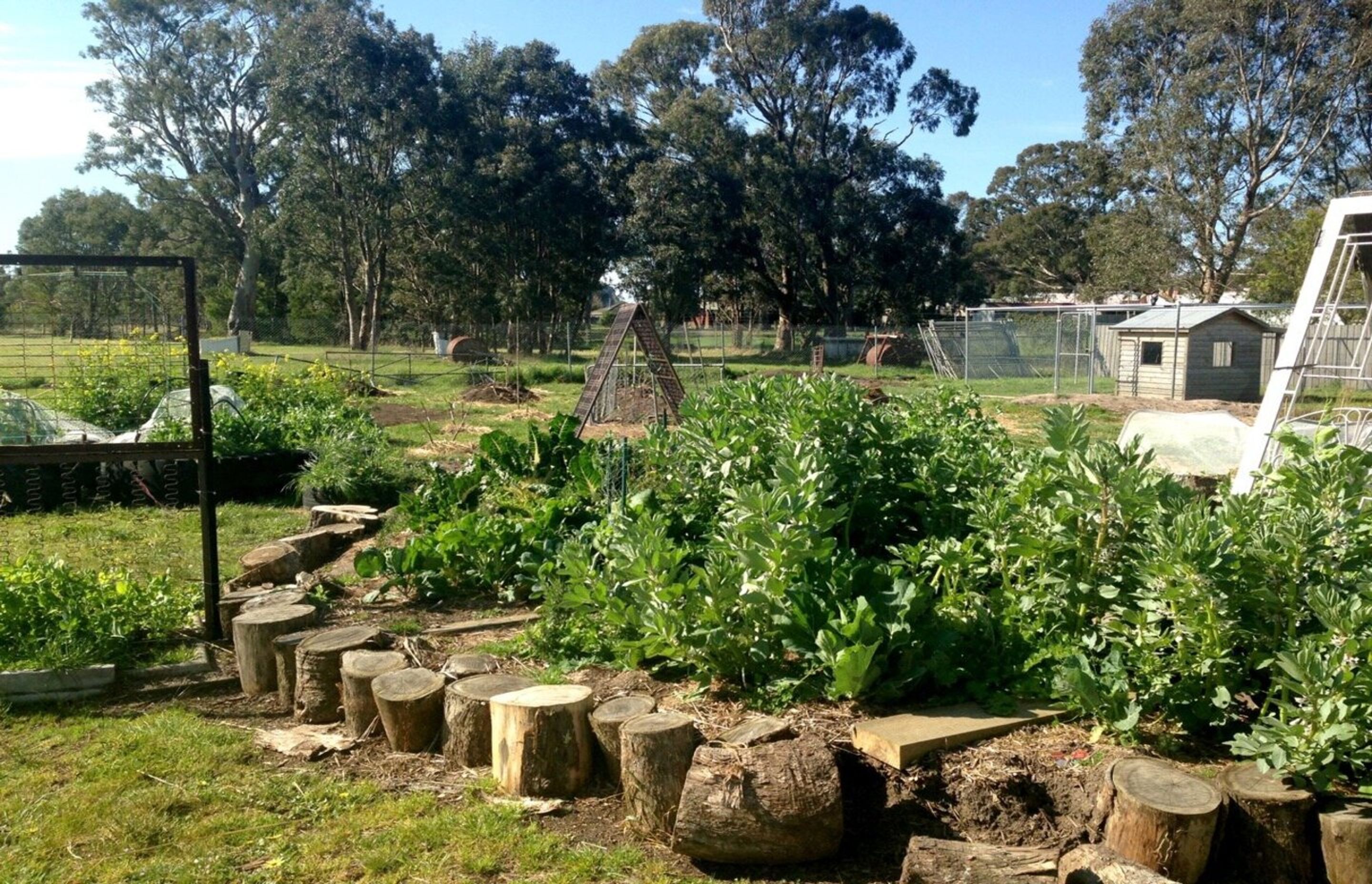 melbourneschoolvegetablegardens.jpg