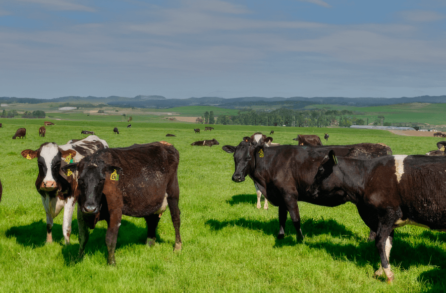 Dairy Farm, Southland New Zealand
