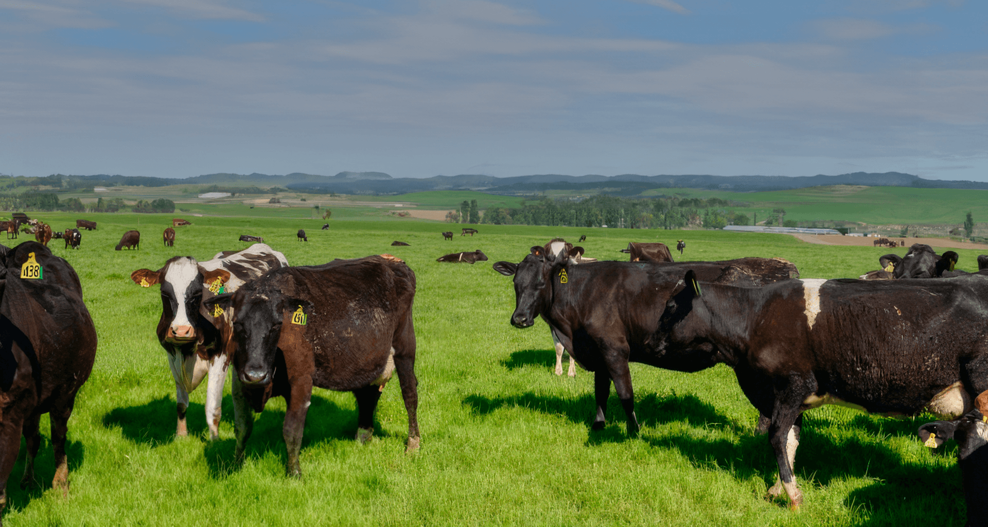 Dairy Farm, Southland New Zealand banner