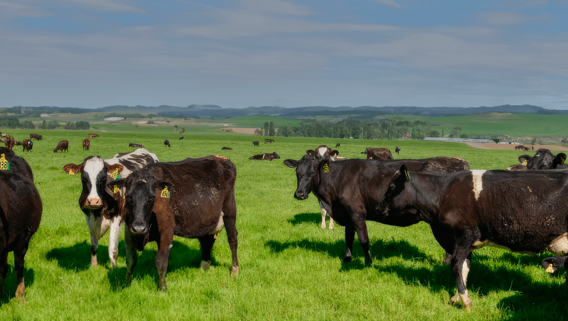 Dairy Farm, Southland New Zealand banner