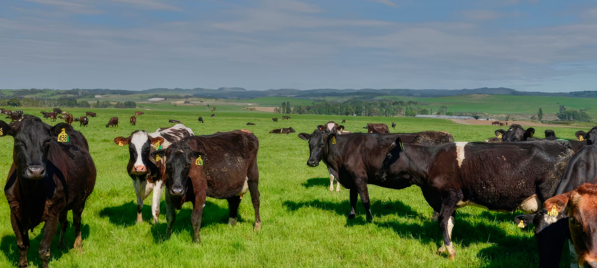 Dairy Farm, Southland New Zealand banner