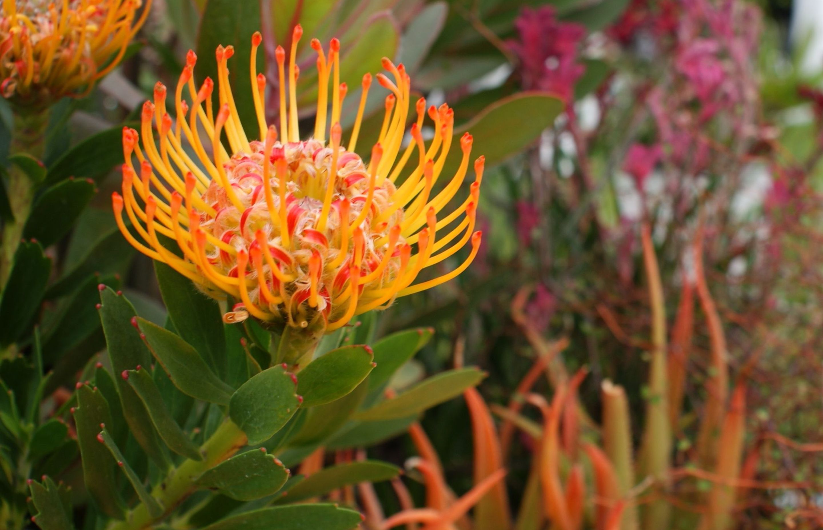 Flower &amp; Garden Show