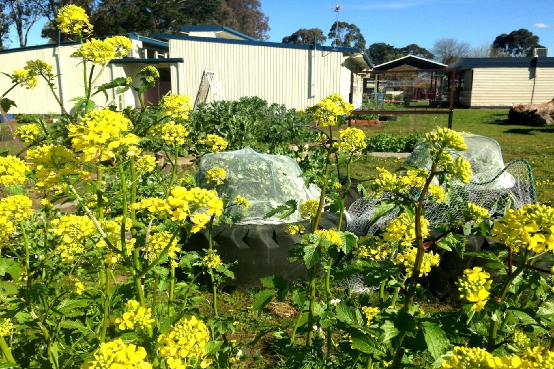 schoolgardendesignmelbourne.jpg