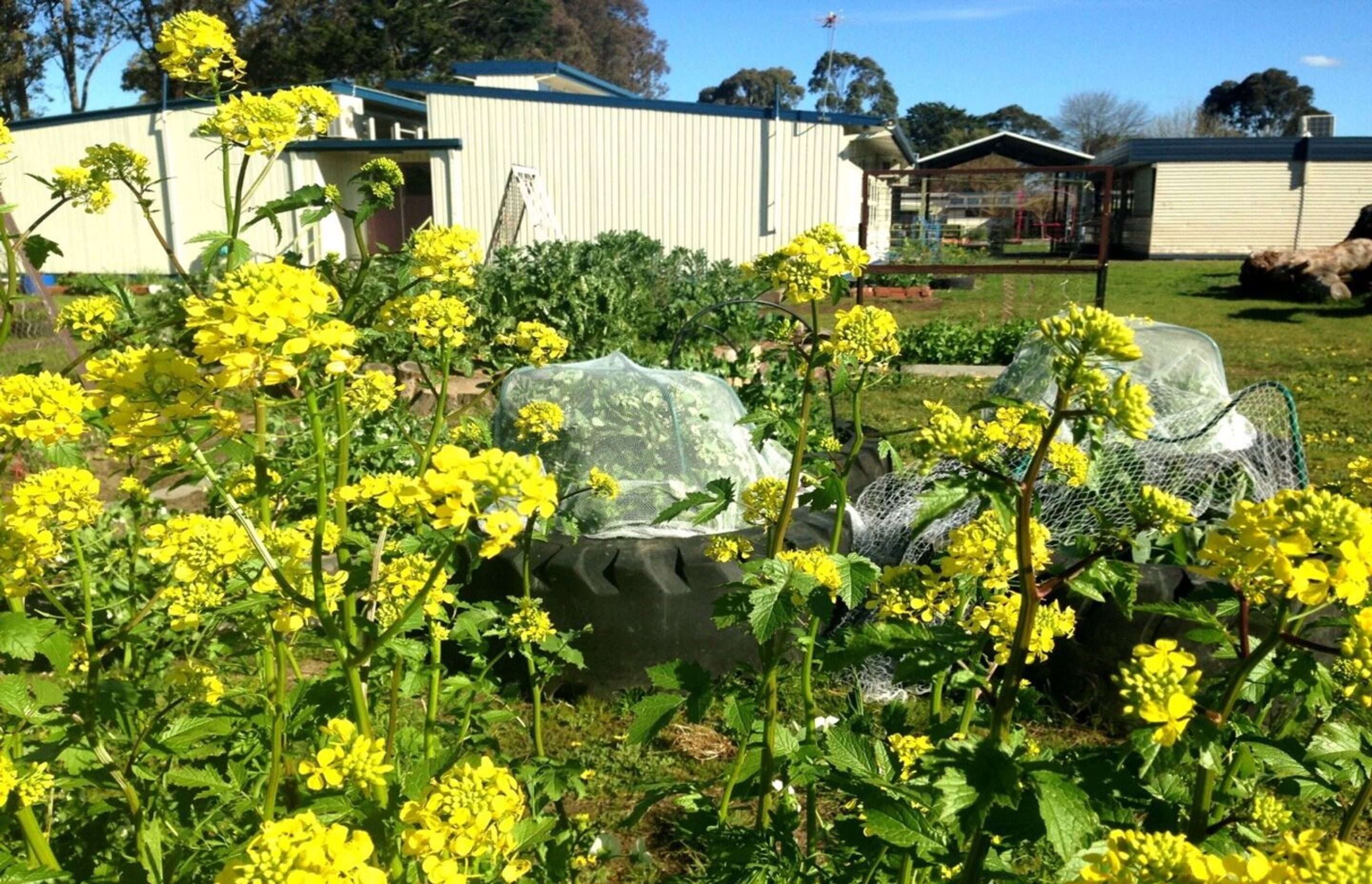 schoolgardendesignmelbourne.jpg