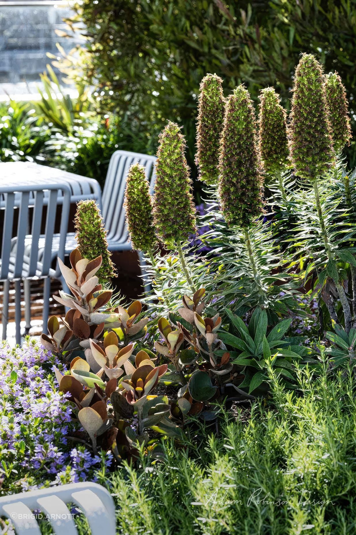 upADAMROBINSONDESIGNLandscapeDesignRooftopGardenSydneyPyrmont4188-fix-standard-scale-200x.jpg