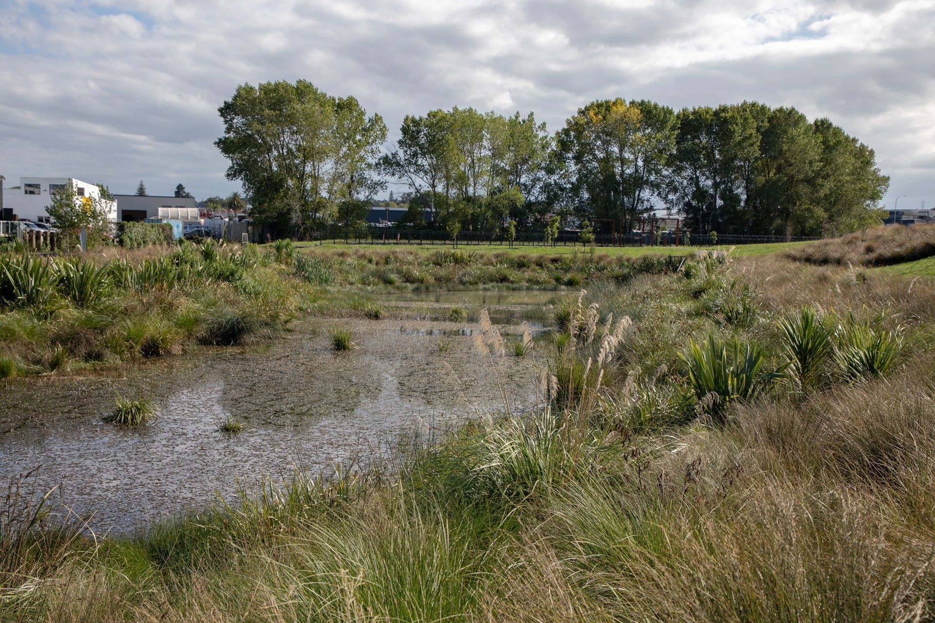 waiata-shores-stormwater-pond-182A1161.jpg