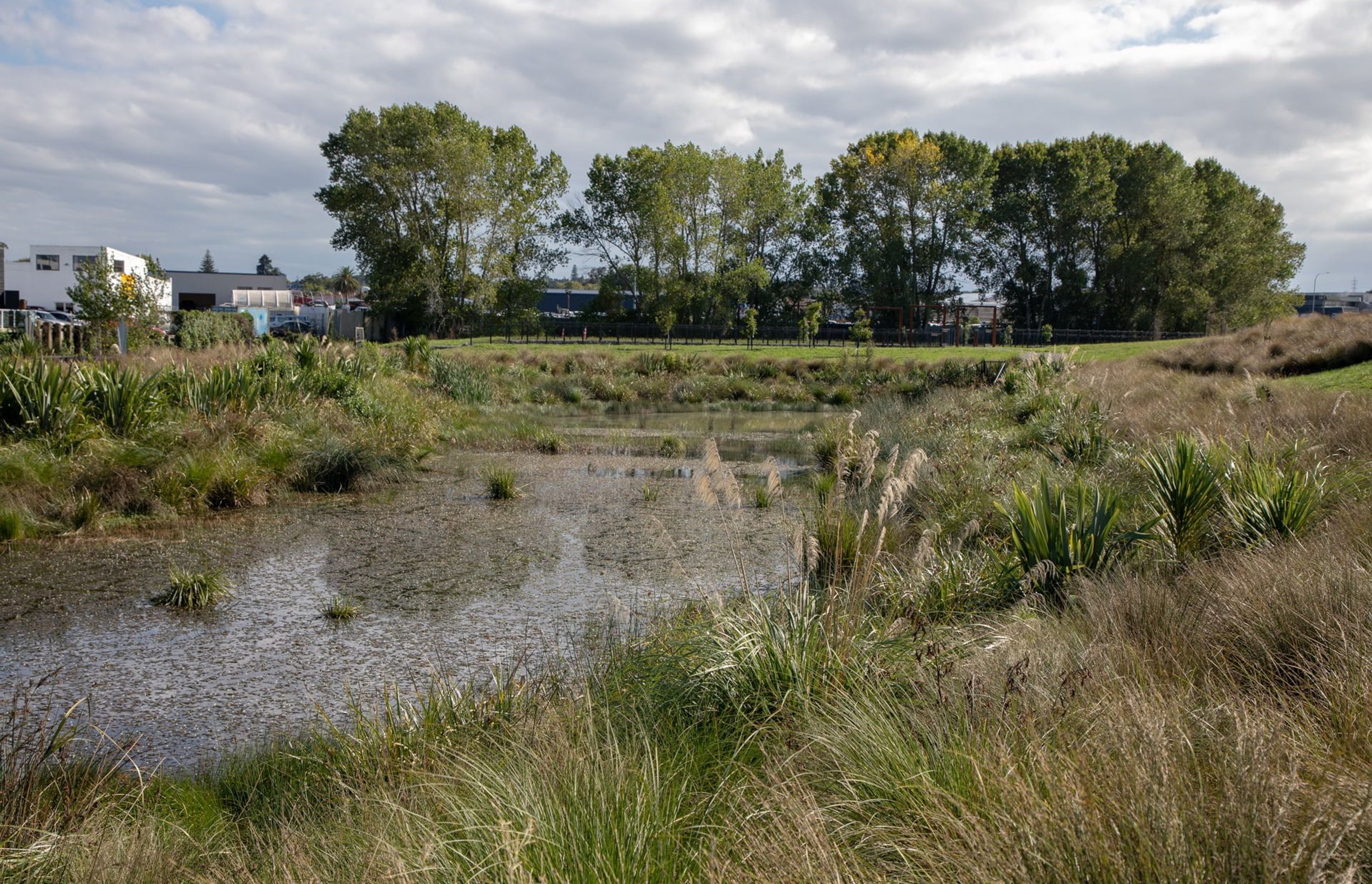 waiata-shores-stormwater-pond-182A1161.jpg