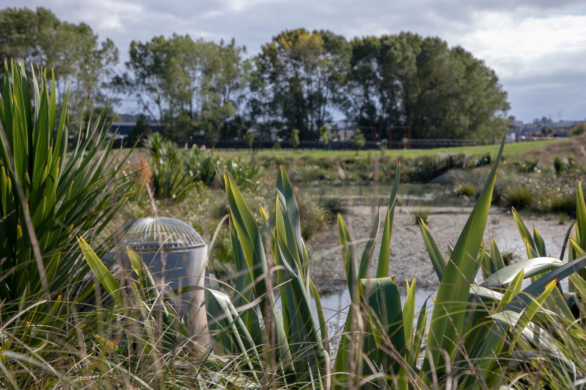 waiata-shores-stormwater-pond-182A1164.jpg