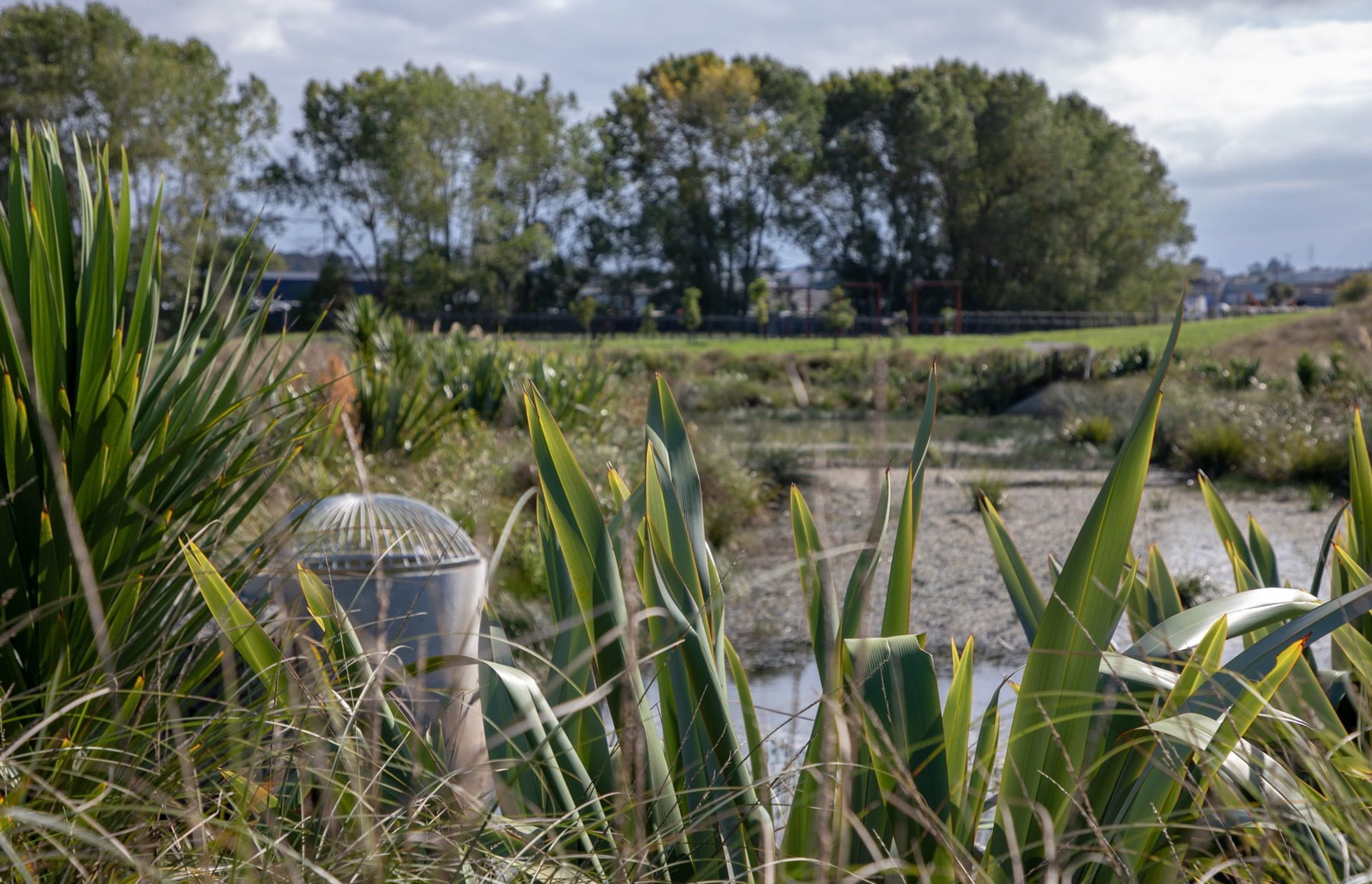 waiata-shores-stormwater-pond-182A1164.jpg