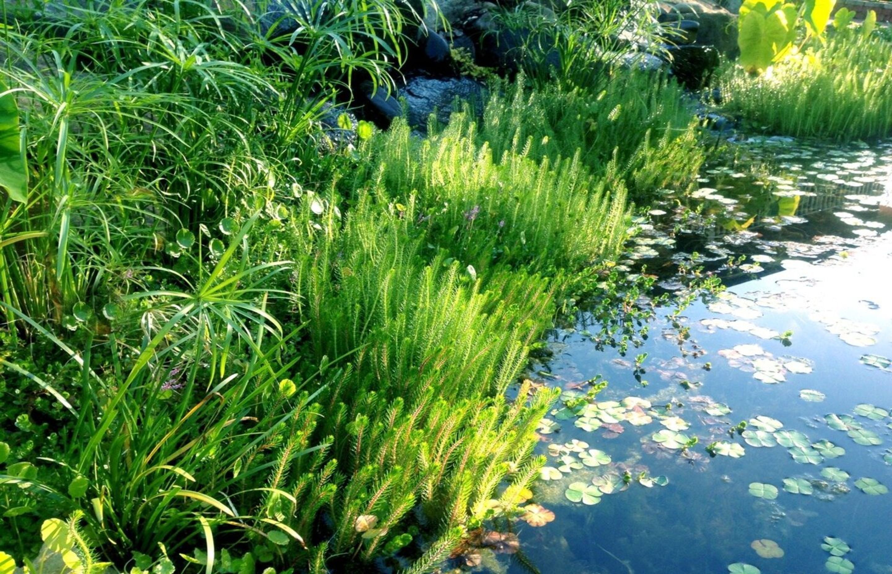 waterfeaturesmelbourne.jpg
