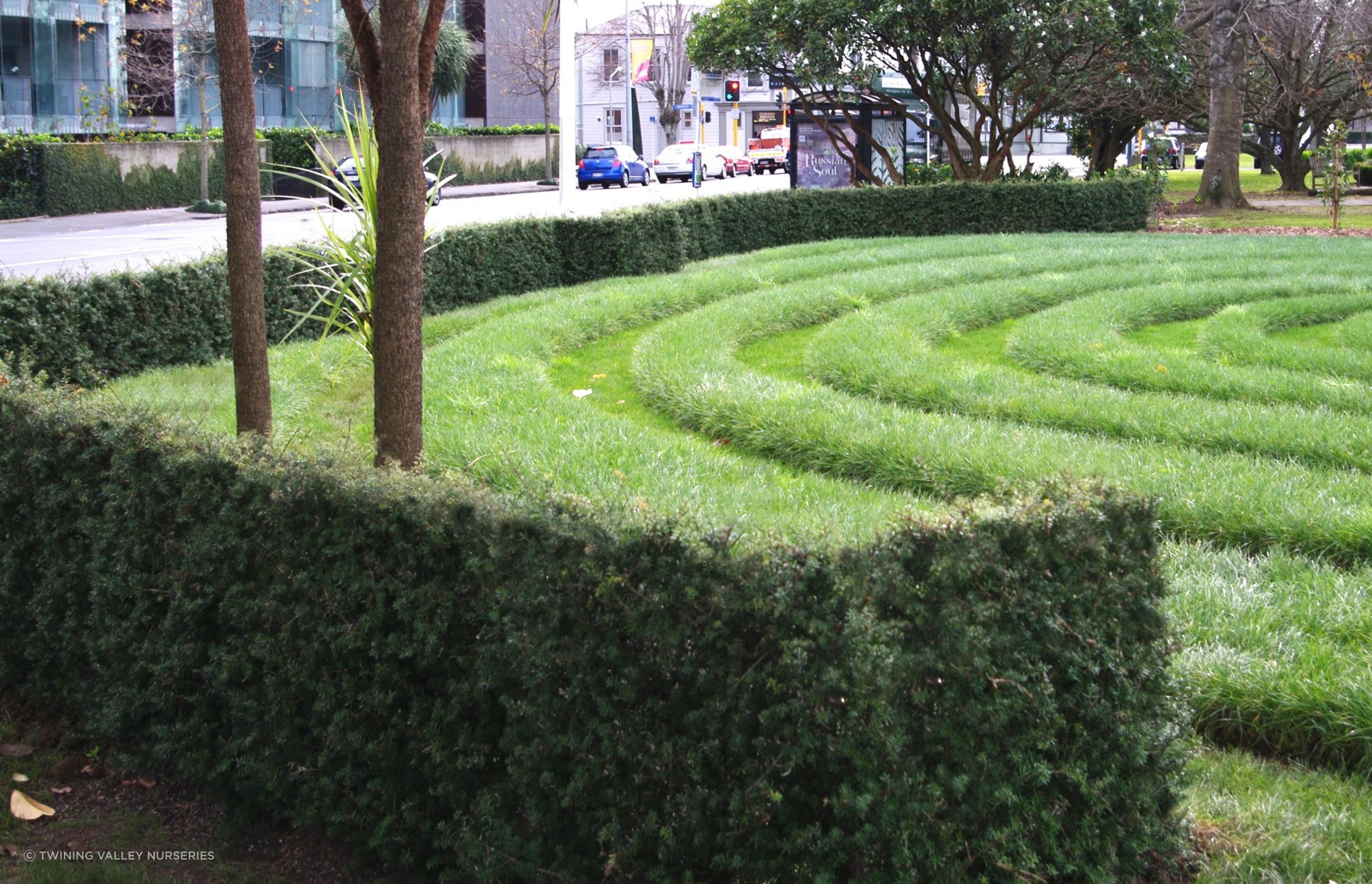 Hedges for Commercial And Hospitality Projects