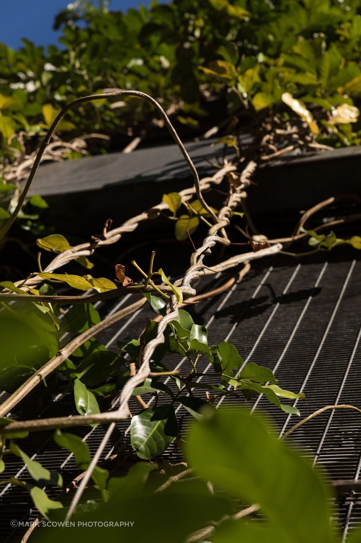 Fonterra foliage growing wires, Auckland Central