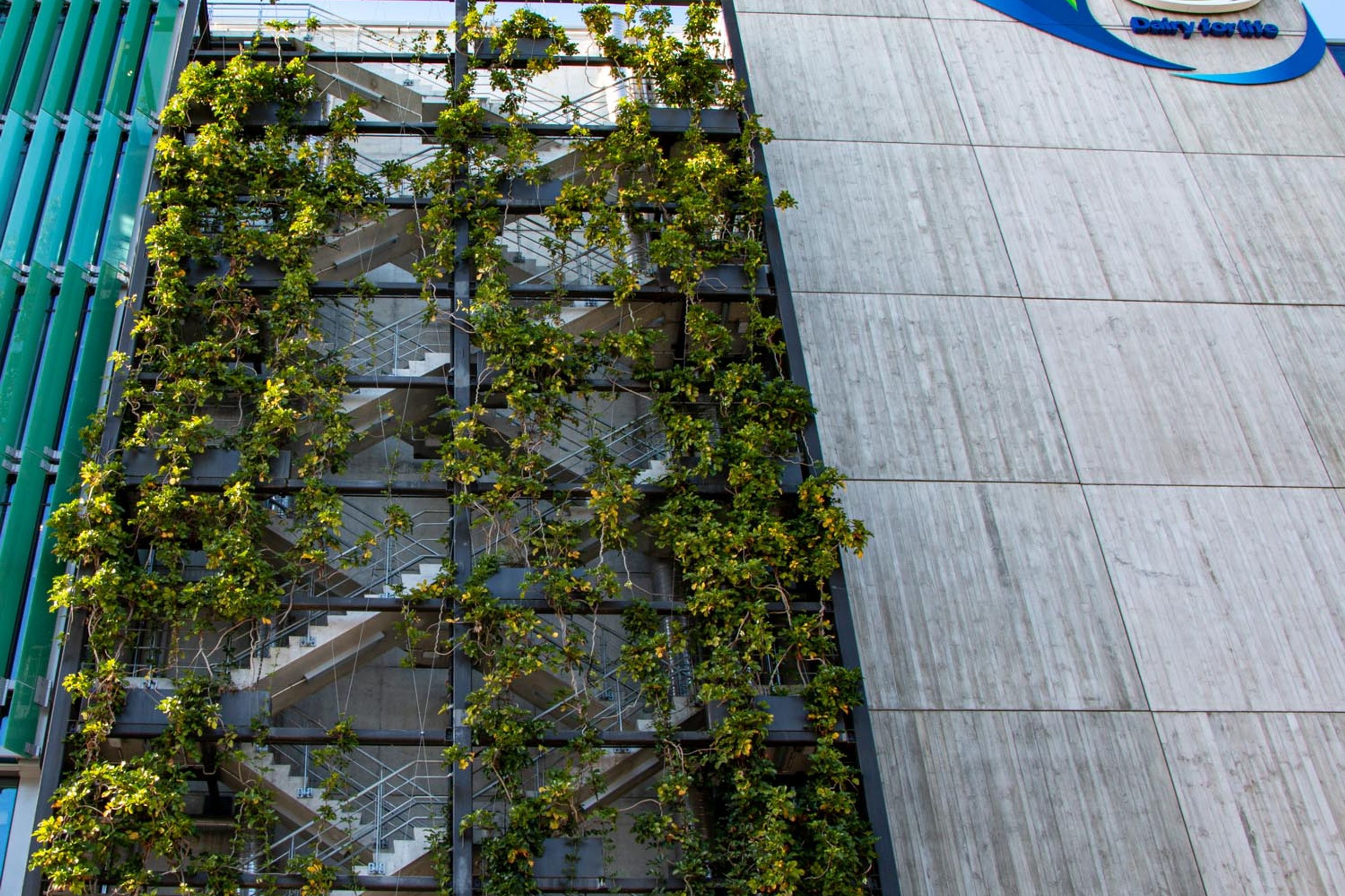 Fonterra foliage growing wires, Auckland Central