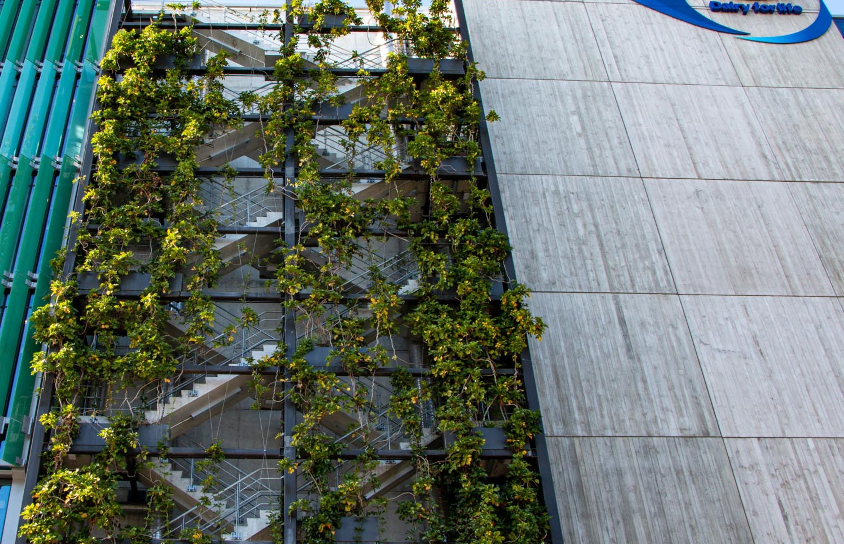 Fonterra foliage growing wires, Auckland Central