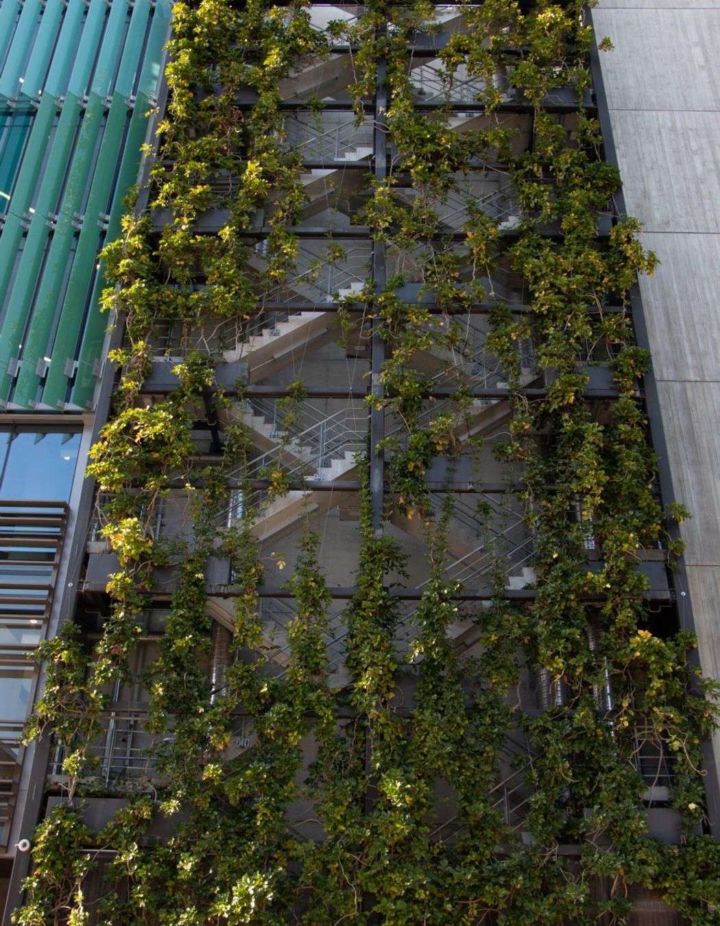 Fonterra foliage growing wires, Auckland Central