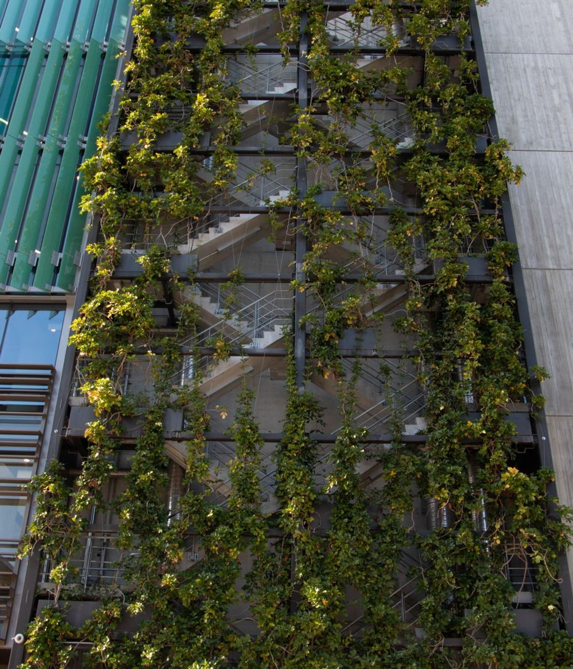 Fonterra foliage growing wires, Auckland Central