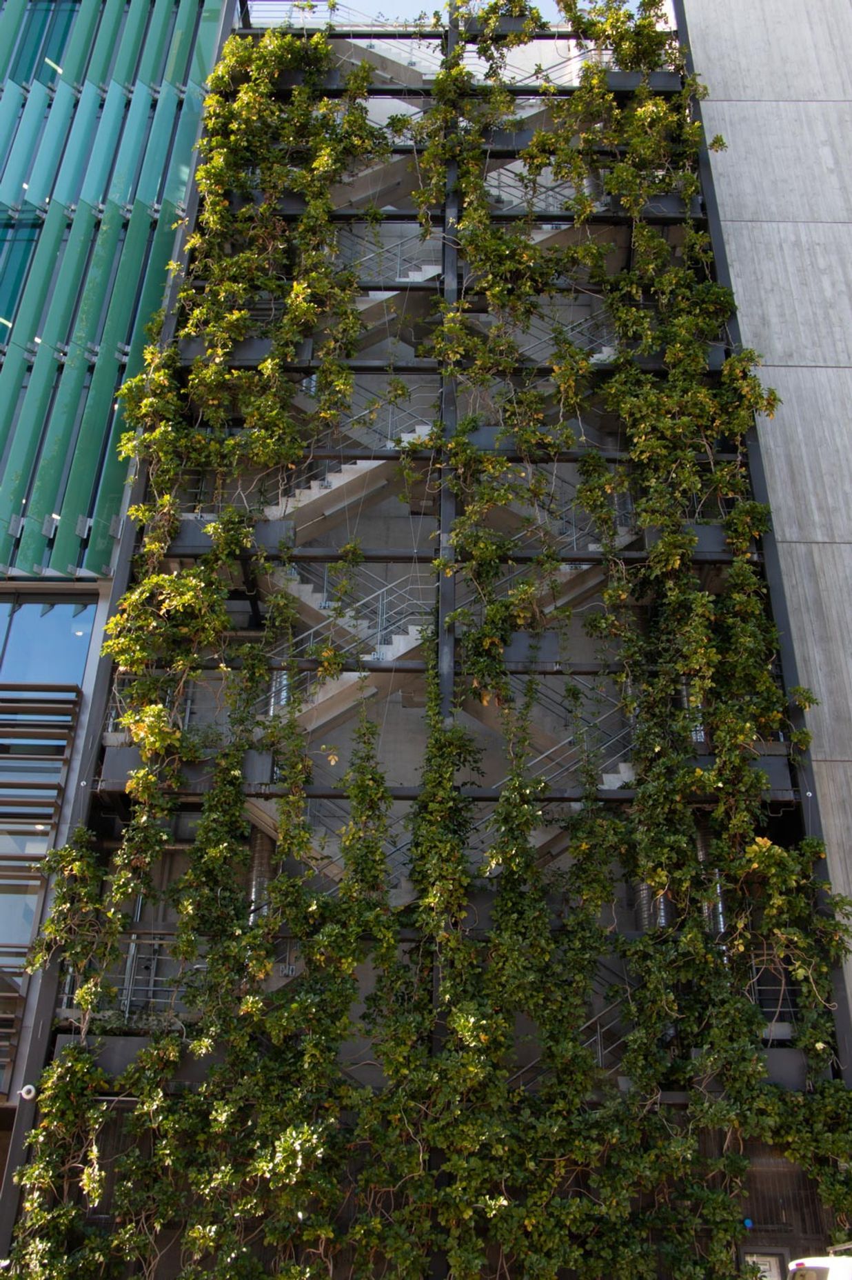 Fonterra foliage growing wires, Auckland Central