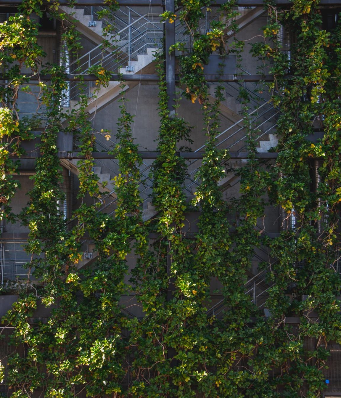 Fonterra foliage growing wires, Auckland Central