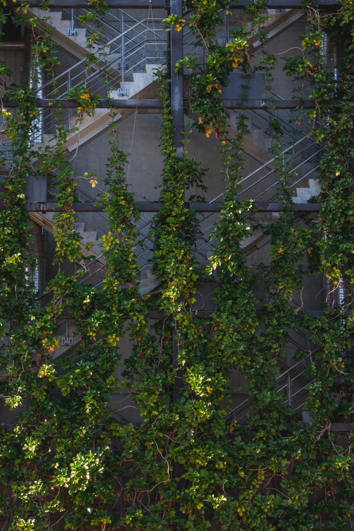 Fonterra foliage growing wires, Auckland Central