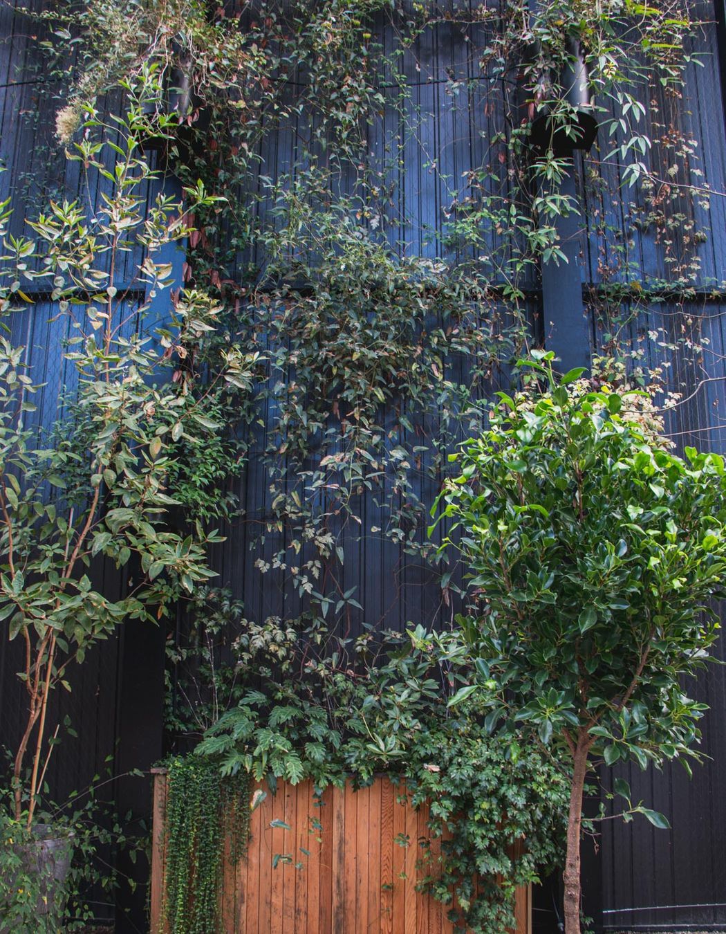 The Glasshouse tensile mesh foliage growing support