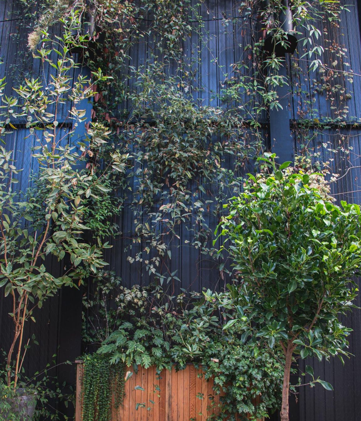 The Glasshouse tensile mesh foliage growing support