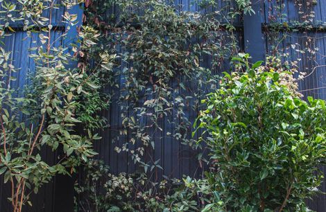 The Glasshouse tensile mesh foliage growing support