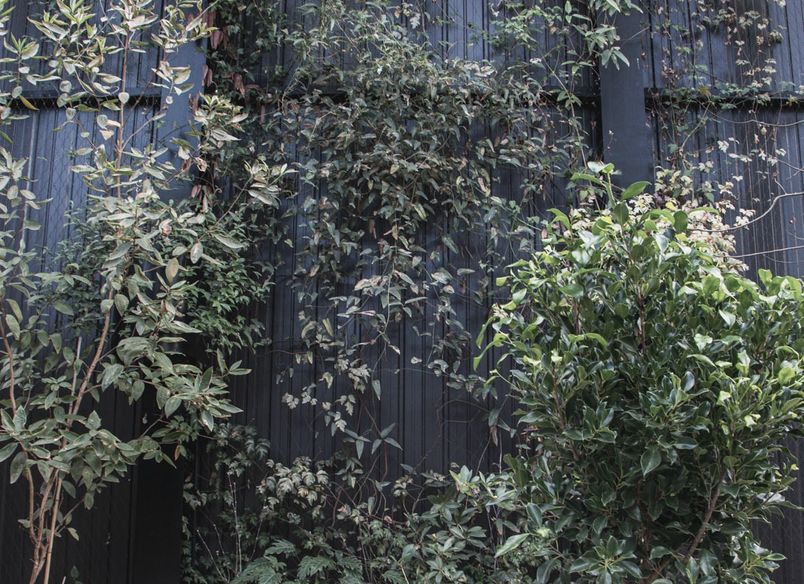 The Glasshouse tensile mesh foliage growing support