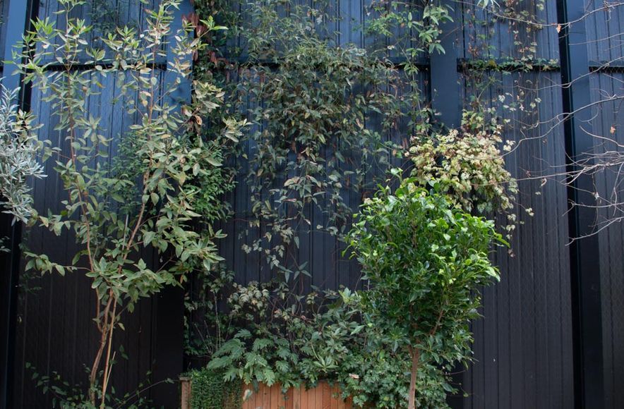 The Glasshouse tensile mesh foliage growing support