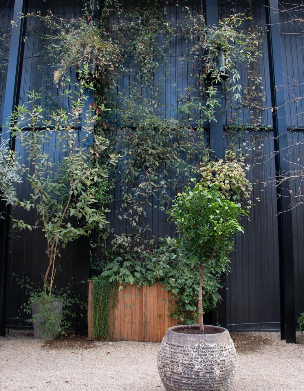 The Glasshouse tensile mesh foliage growing support