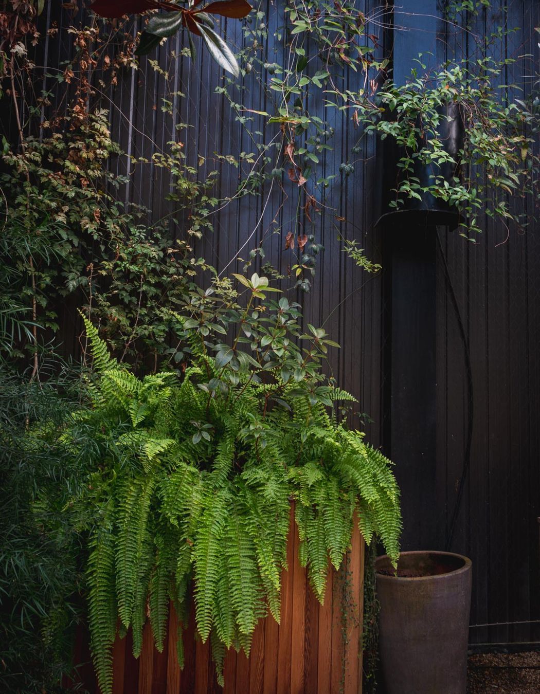 The Glasshouse tensile mesh foliage growing support