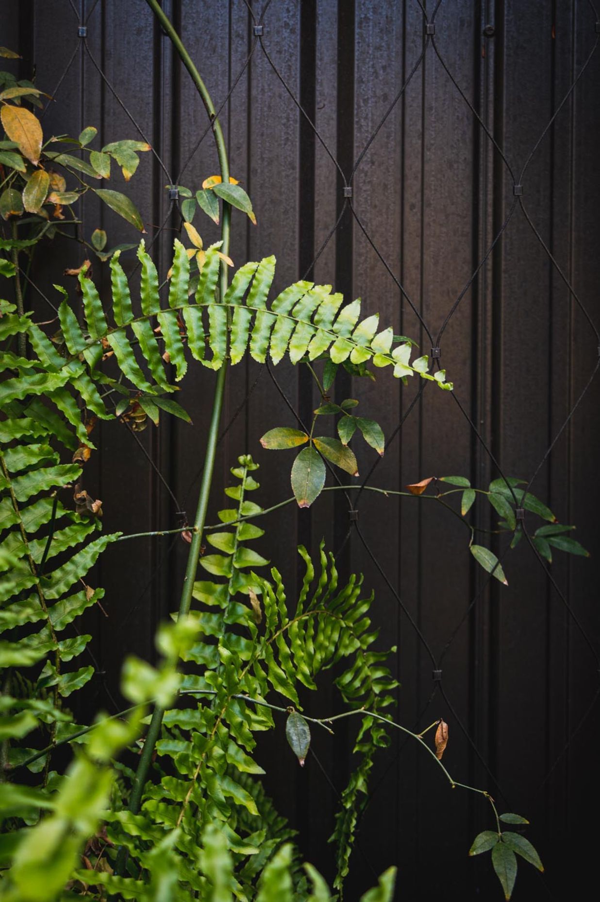 The Glasshouse tensile mesh foliage growing support