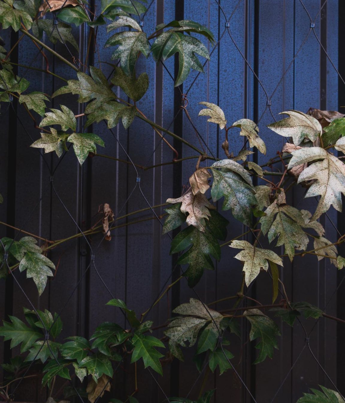 The Glasshouse tensile mesh foliage growing support