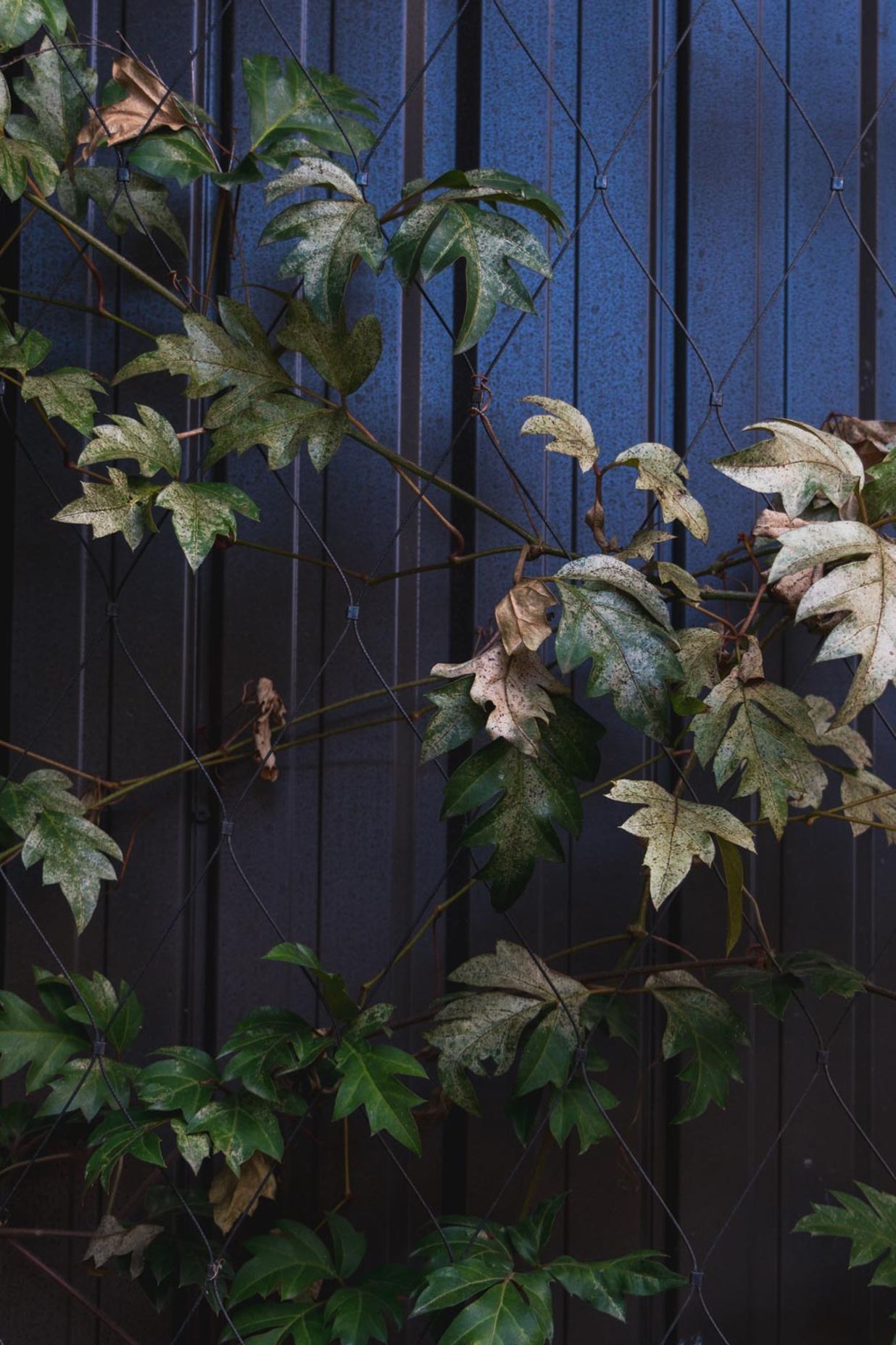 The Glasshouse tensile mesh foliage growing support