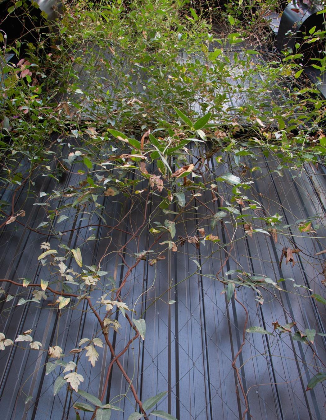 The Glasshouse tensile mesh foliage growing support