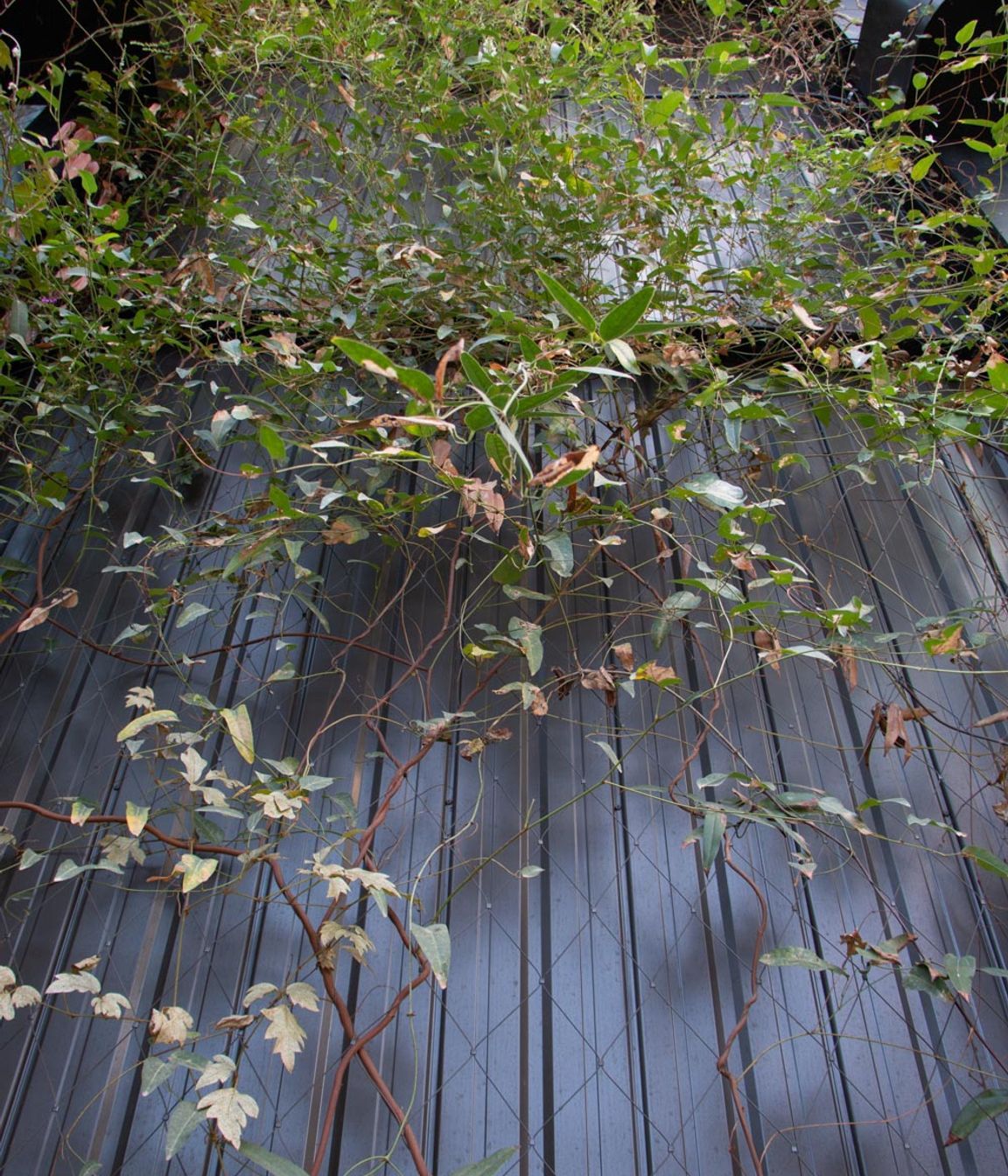 The Glasshouse tensile mesh foliage growing support