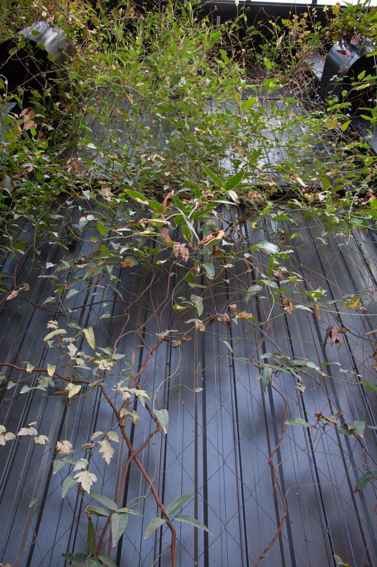 The Glasshouse tensile mesh foliage growing support