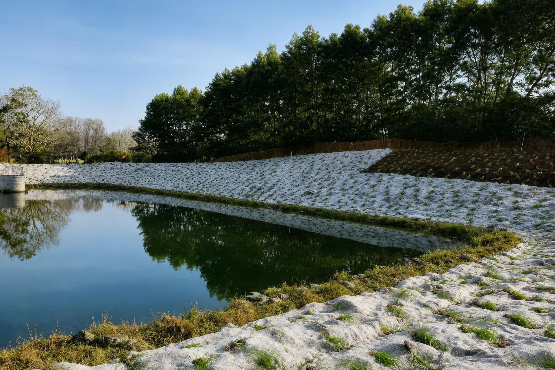 waimarire-pond-batter-1280w-upscaled-by-Replicate.jpg