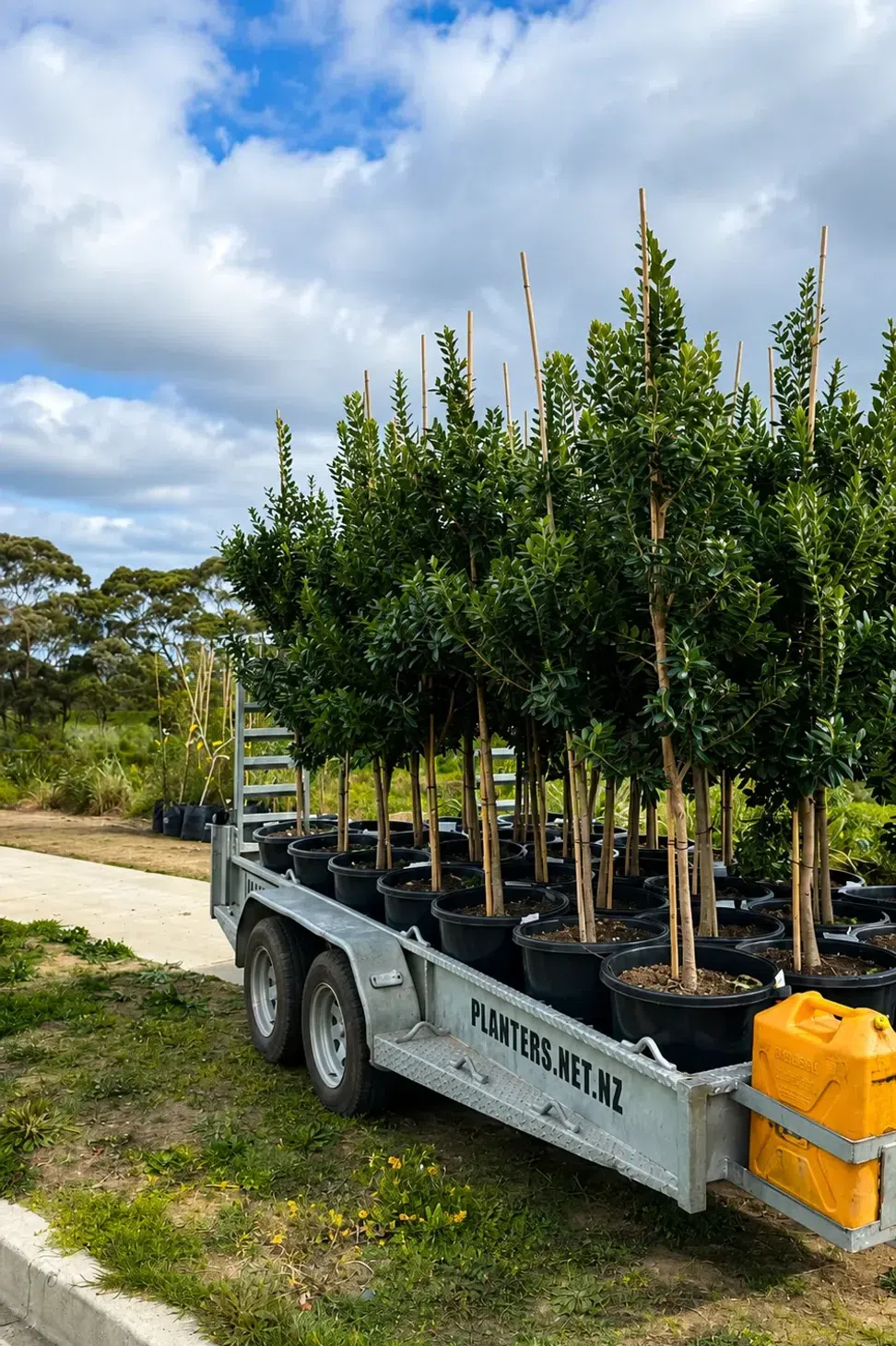 waimarire-tree-delivery.webp