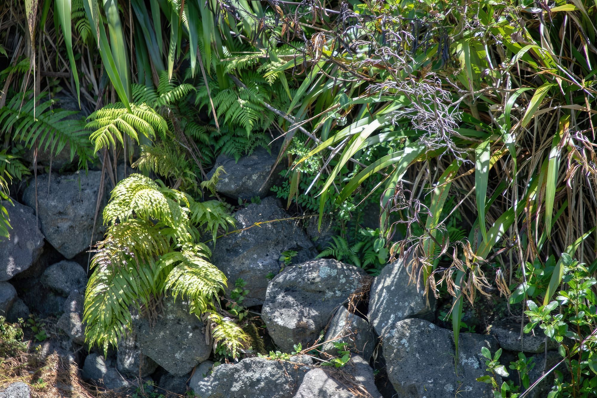 long-bay-182A0342-gigapixel-standard-scale-200x.jpg