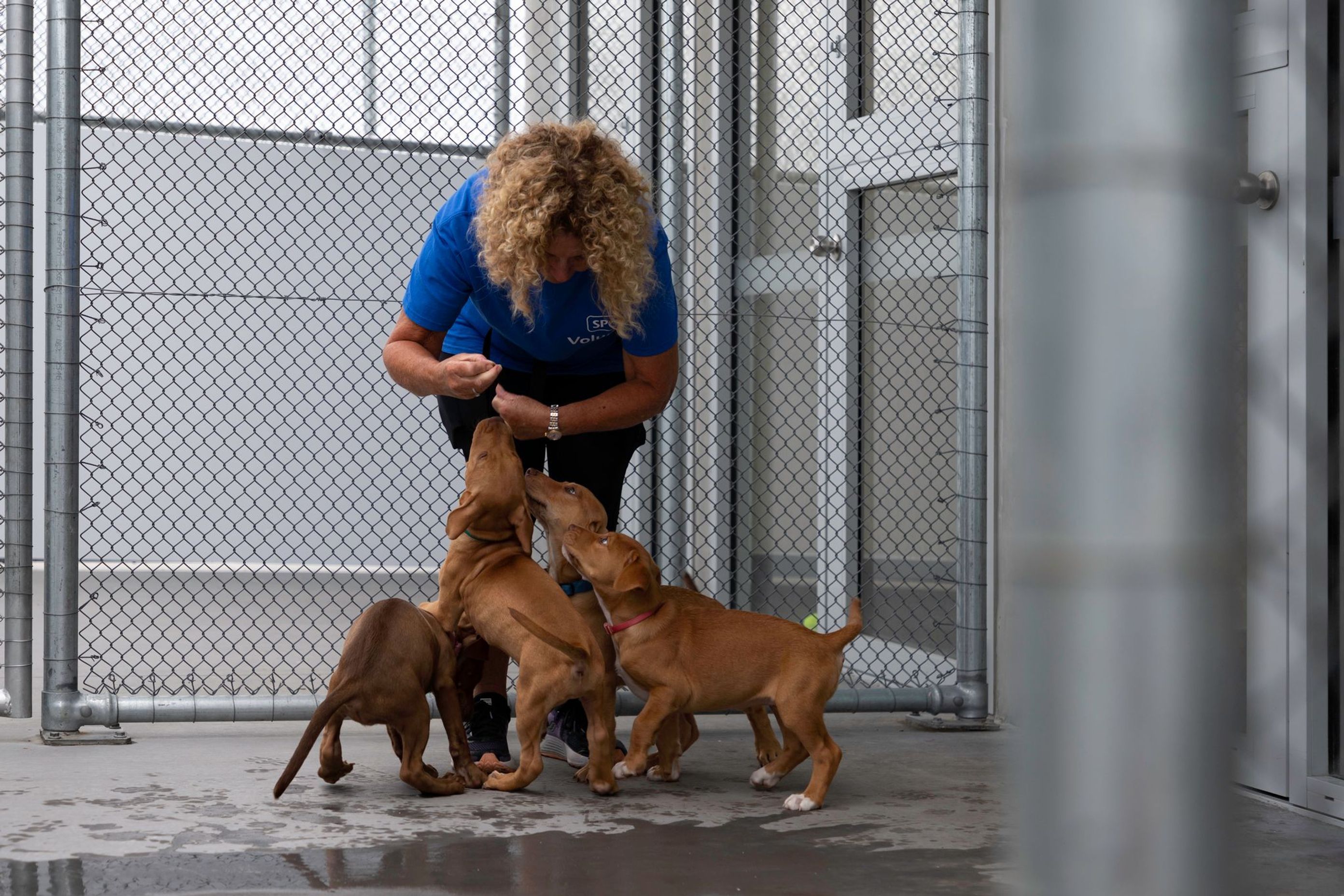 SPCA Hobsonville