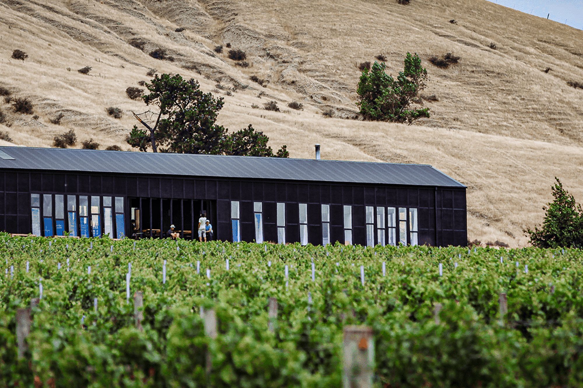 Black Estate Winery