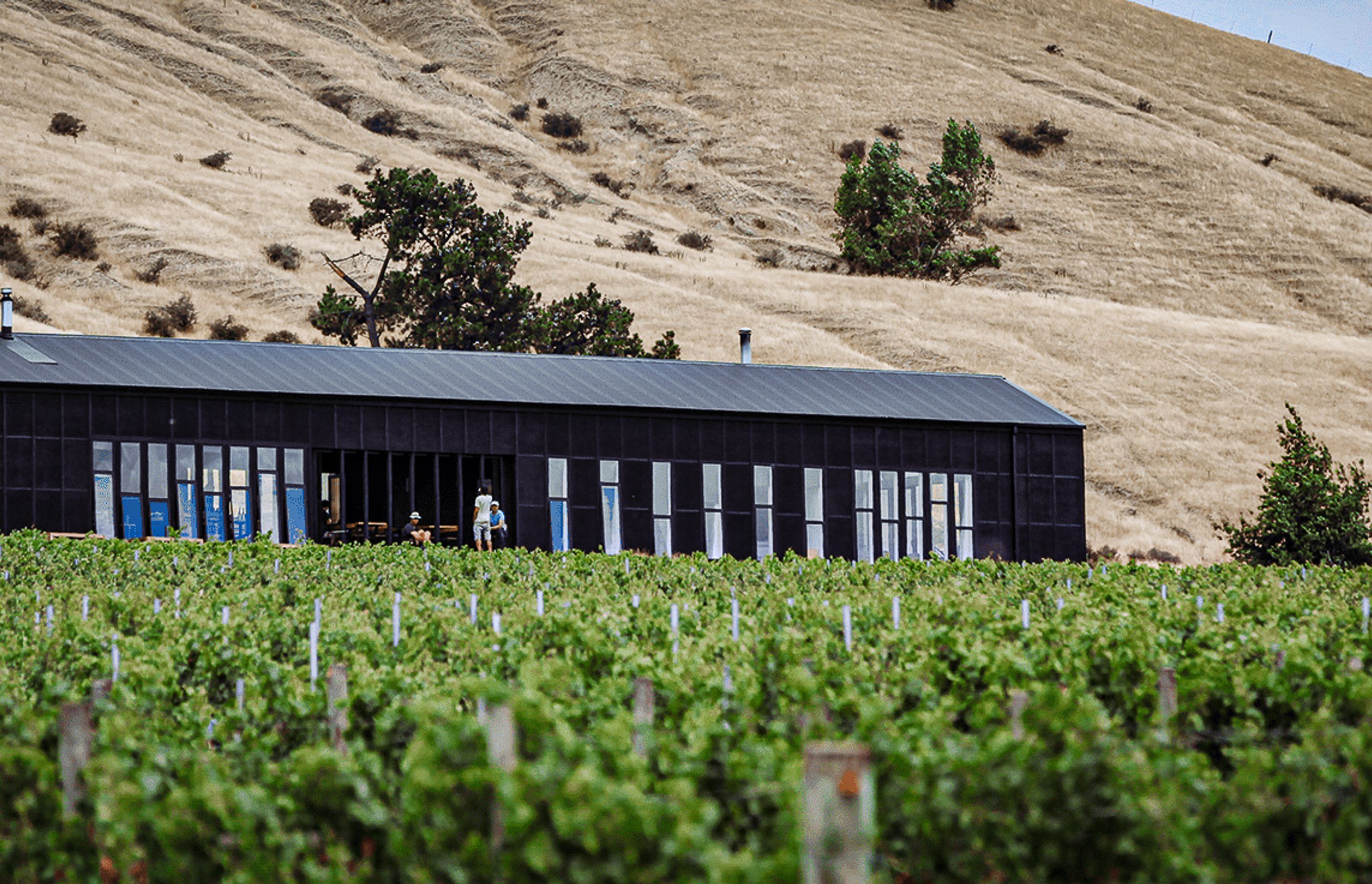 Black Estate Winery